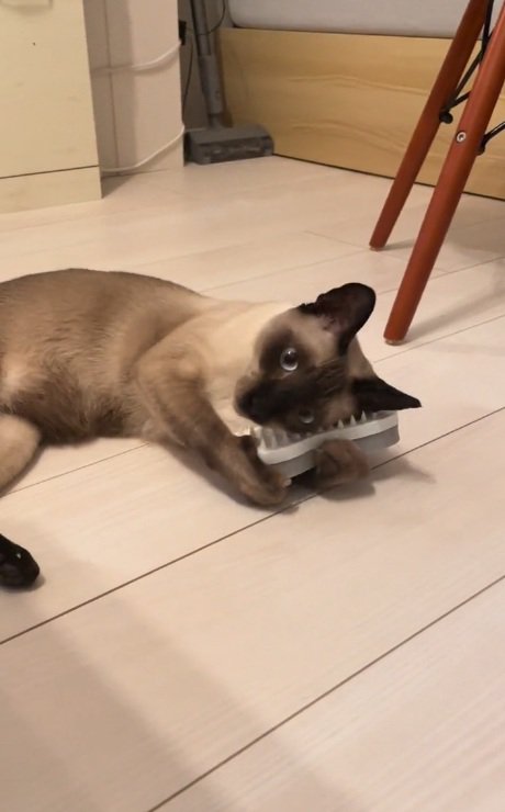 寝転がってブラシを抱えて顔にこすりつけるシャムネコ