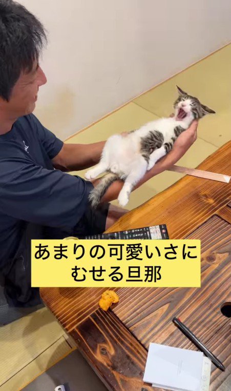 アクビをする猫