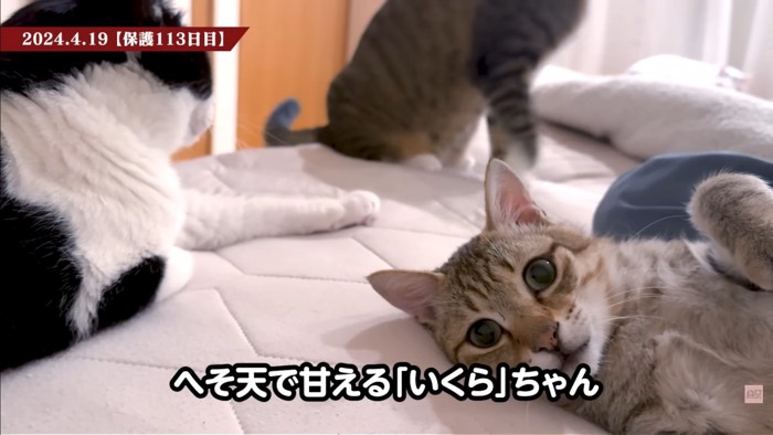 テロップ「へそ天で甘える~」