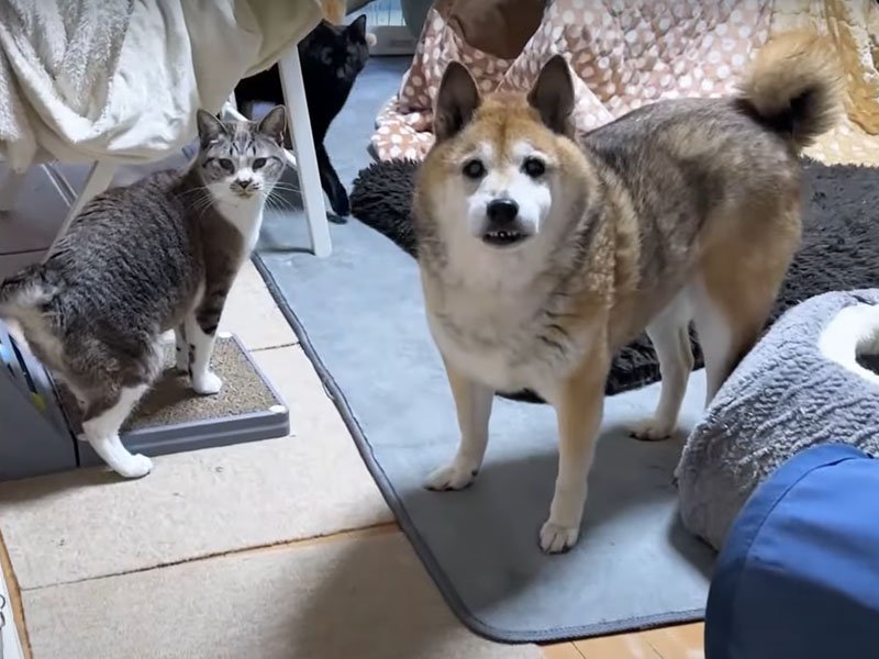 柴犬と猫