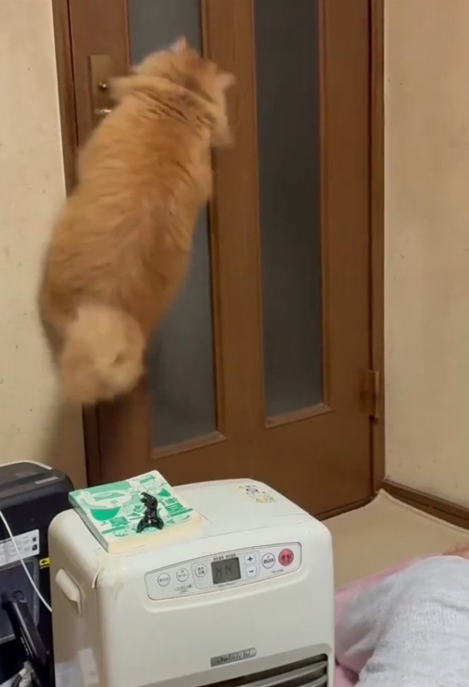 大ジャンプする猫