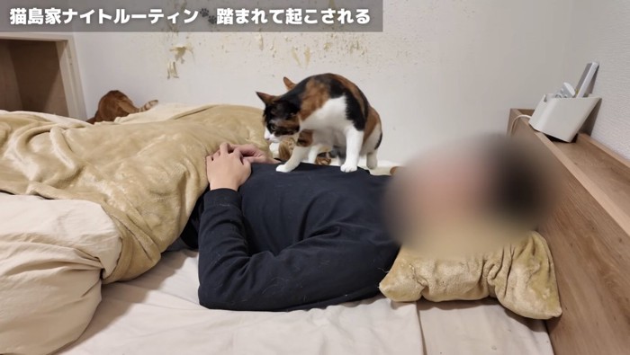 主さんを踏んでいくおこげちゃん