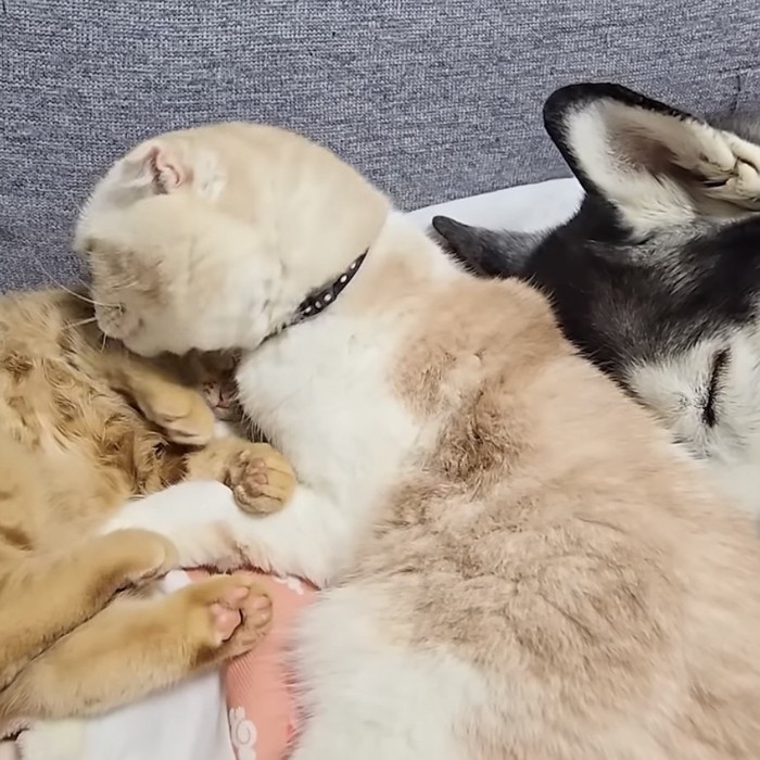 子猫の体を舐める猫の写真