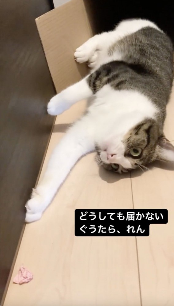 やっぱり猫から遠のいてしまう紙