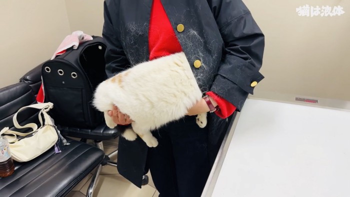 病院でママの服の中に隠れるブリティッシュショートヘア