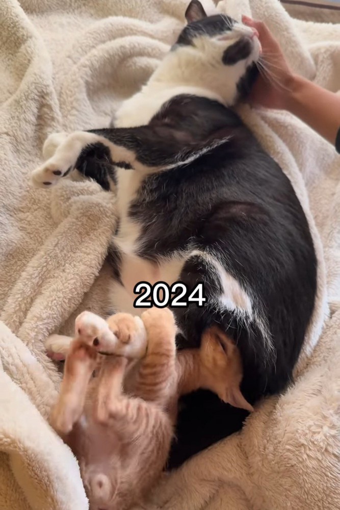 成猫の足にじゃれる子猫