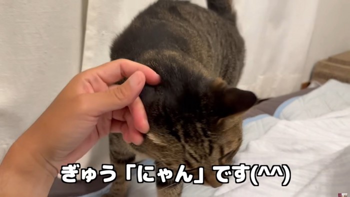 飼い主にすり寄って頭をなでてもらうキジトラ