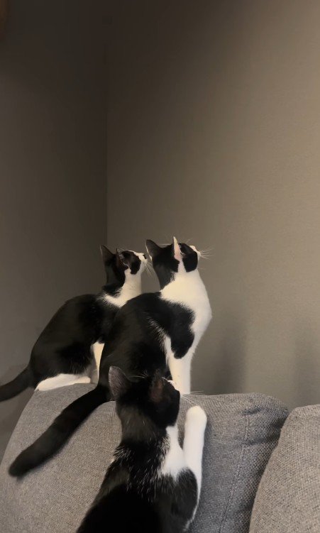 壁を見ている3匹の猫