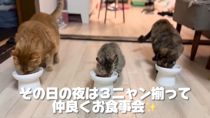 並んで食事をする3匹の猫