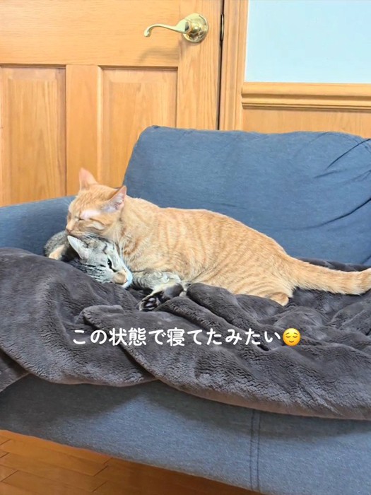 キジトラ猫の上に乗る茶トラ猫