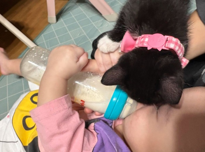 ミルクを飲む赤ちゃんと覗き込む猫
