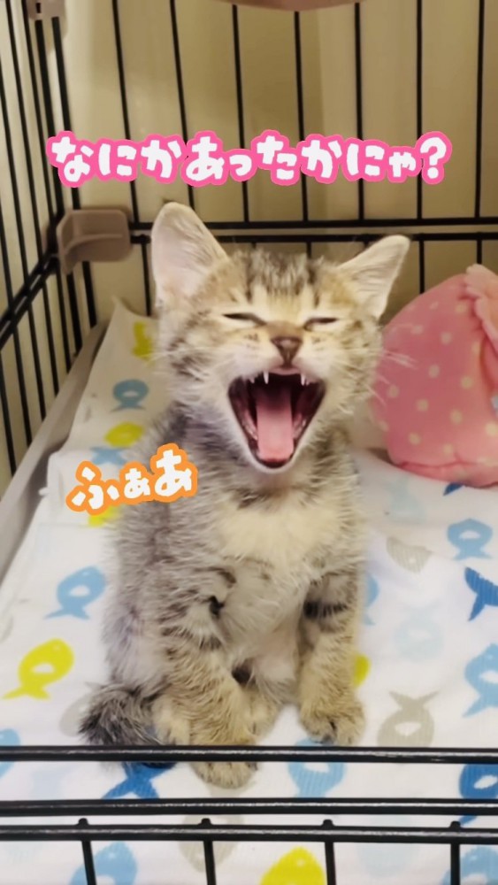 ケージの中で大欠伸をする子猫