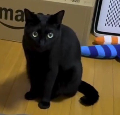 おもちゃの前で飼い主を見上げる猫