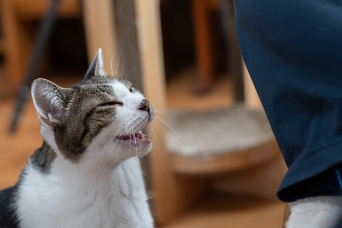 足元で鳴く猫