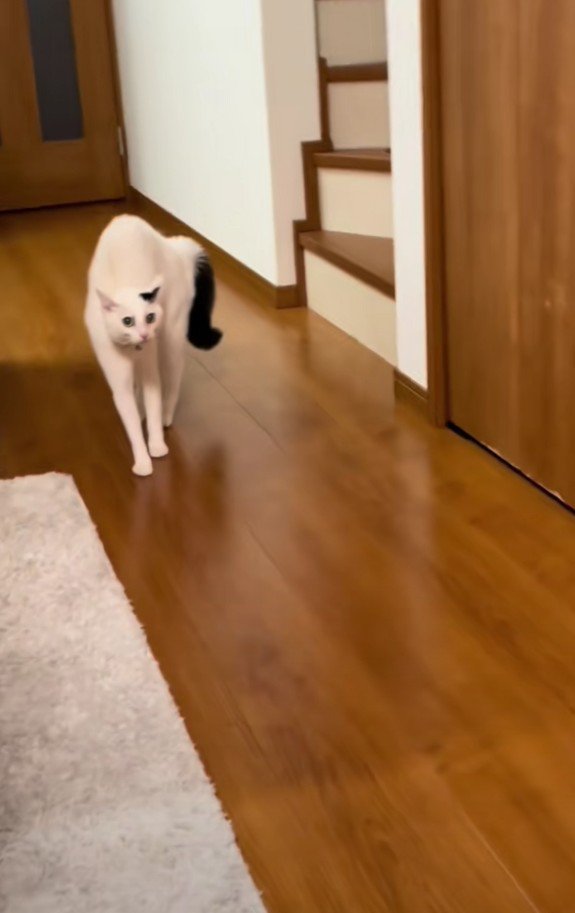 警戒しているハクちゃん