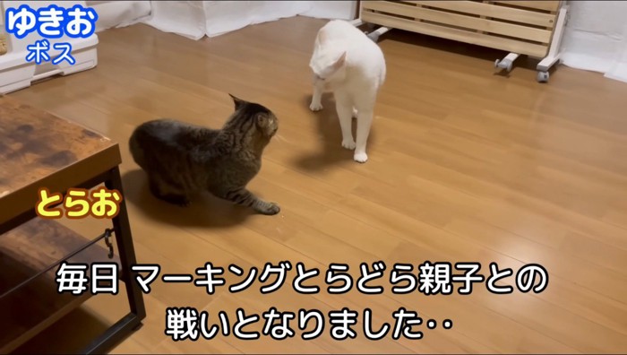 白い猫に威嚇される父親猫