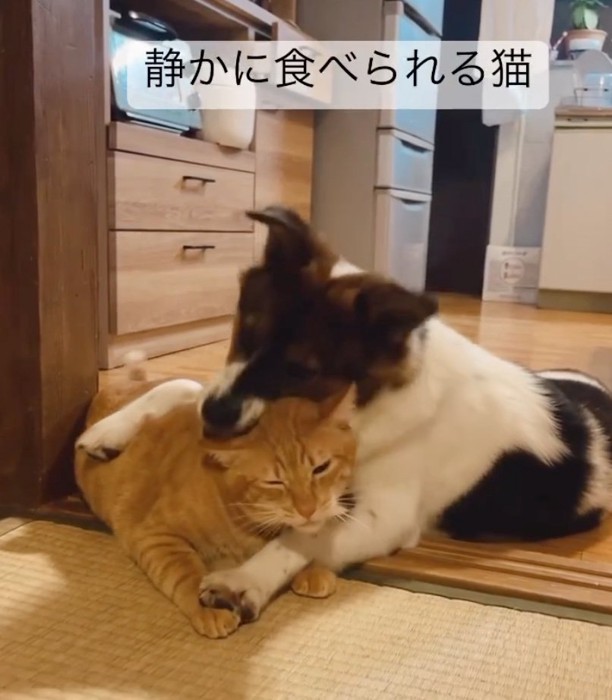 耳を噛まれる猫