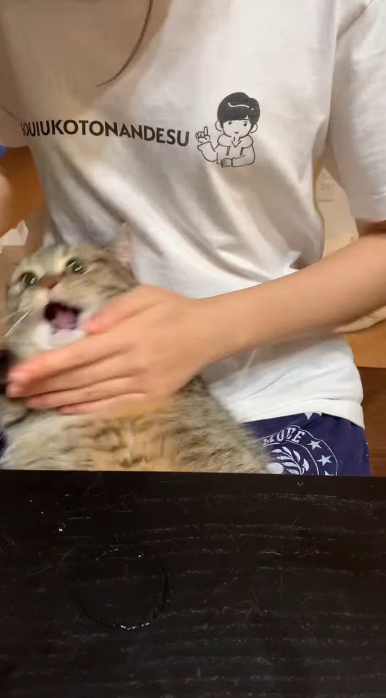 背中を触る女性の手に視線を向ける猫