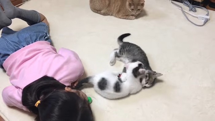 ニャンプロ