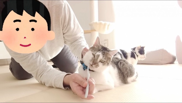 男性に歯磨きされるキジ白猫