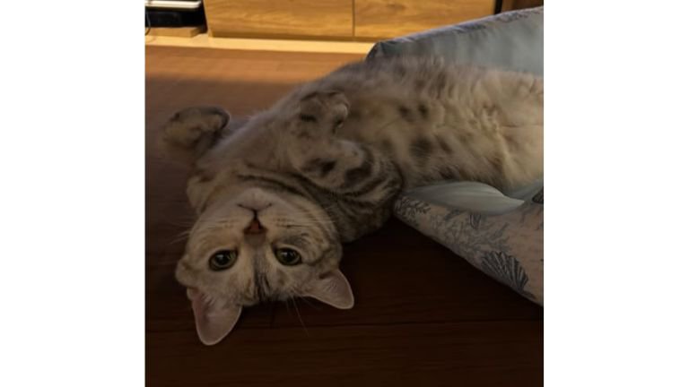 室内にいる猫