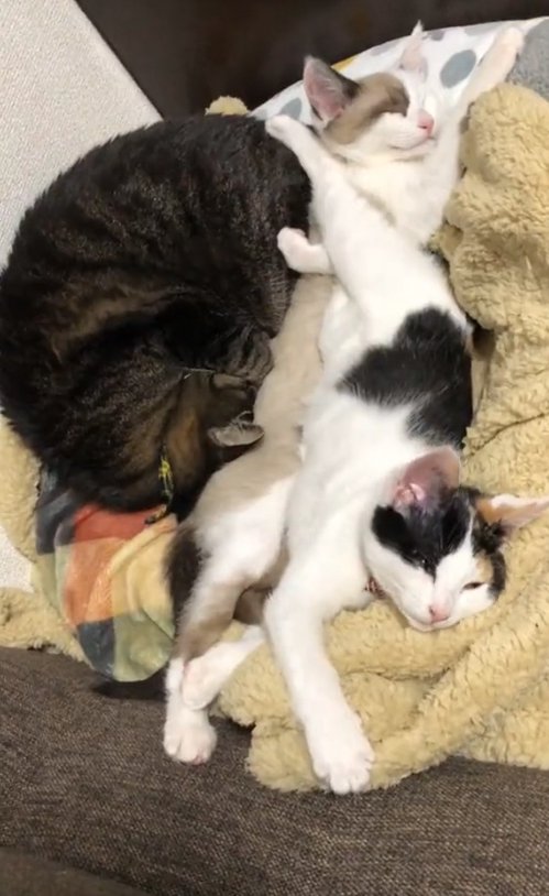 寄り添って寝ている3匹の猫