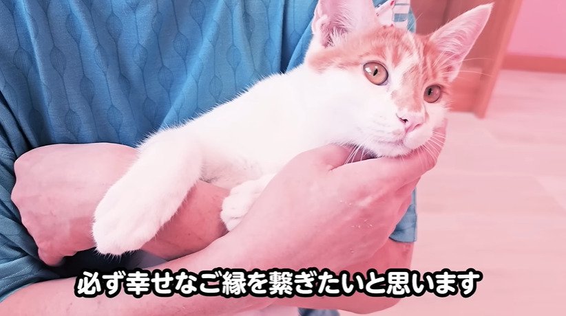 抱っこされる子猫
