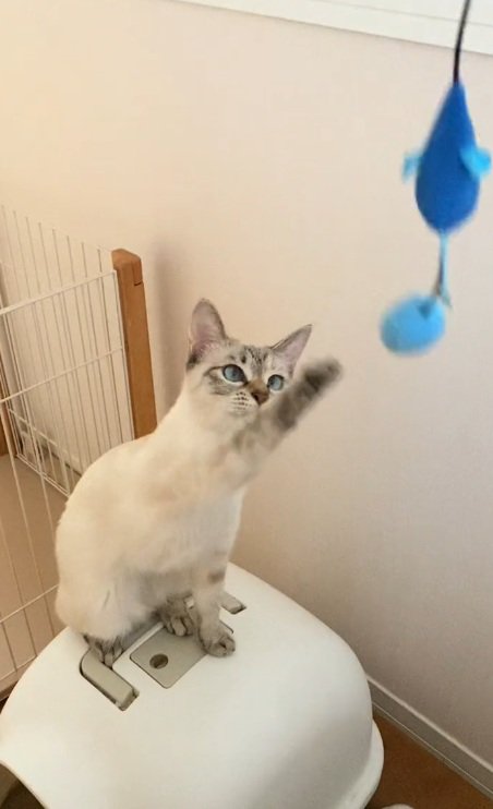 おもちゃにじゃれているサバ白猫