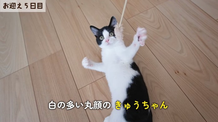 白色が多い子猫