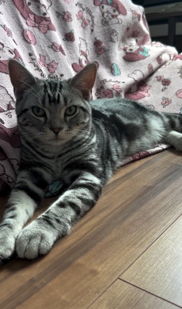 伏せてこちらを見ている猫