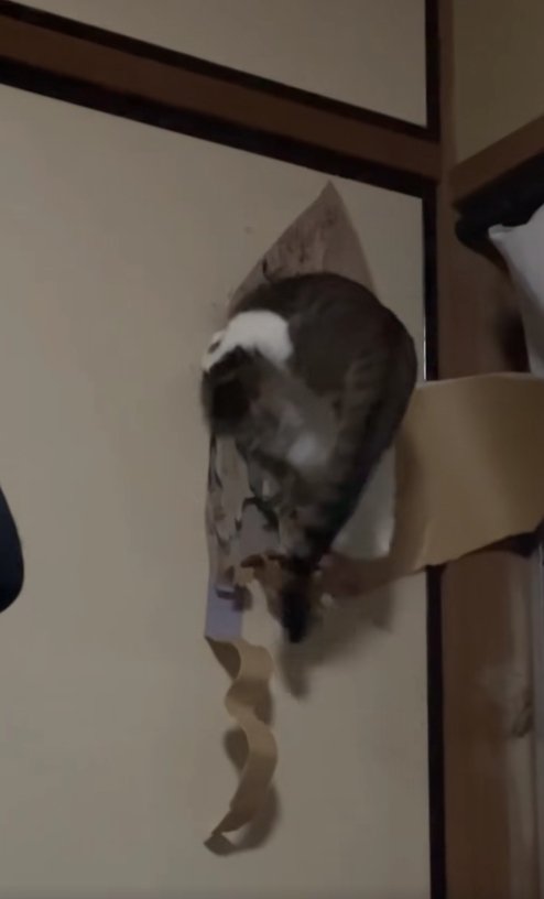 ふすまの穴に上半身を突っ込んでいる猫(字幕なし)