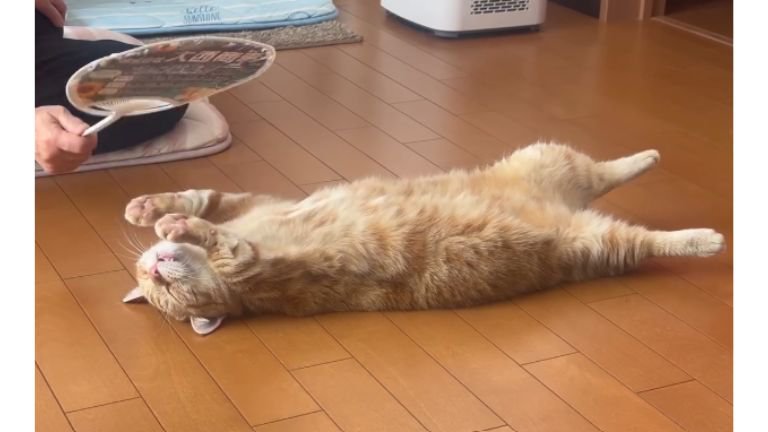 寝転がる猫