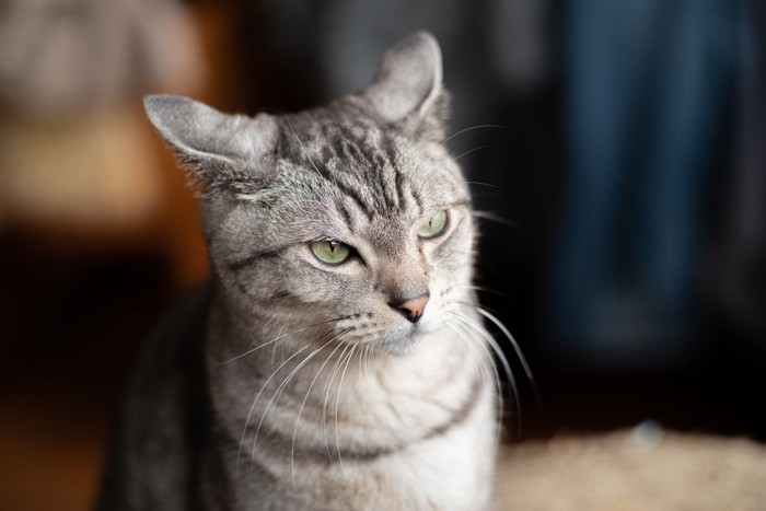 一点を凝視するイカ耳状態のサバトラ