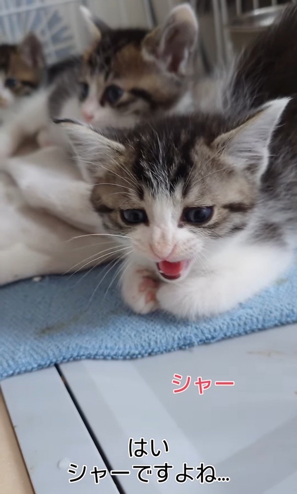 座ったまま威嚇する子猫