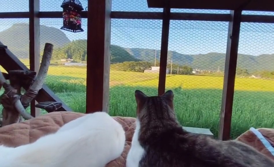 爪とぎをしながら田んぼを見る猫