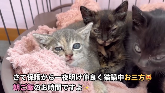 テロップ「さて保護から～」