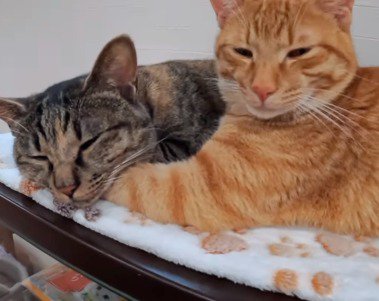 茶トラ猫の腕枕で眠る麦わら猫