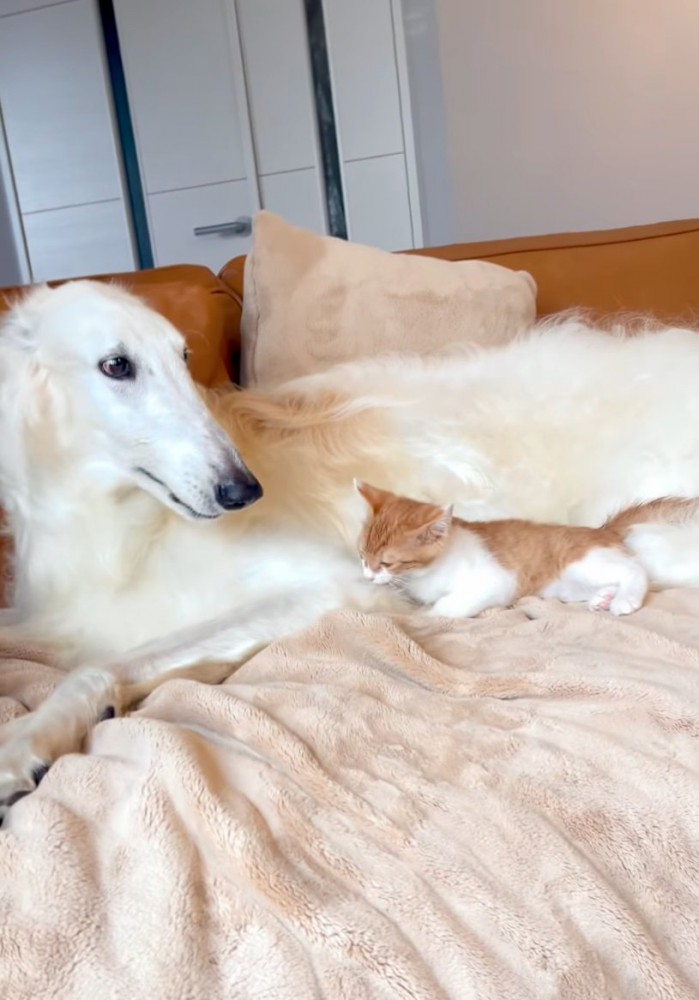 犬と猫