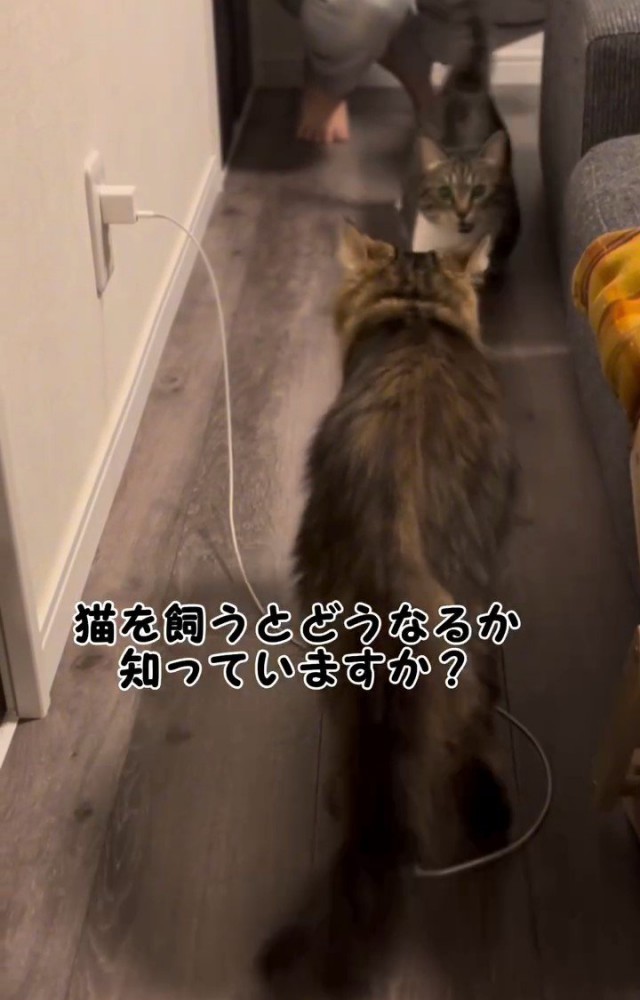 向かい合う2匹の猫