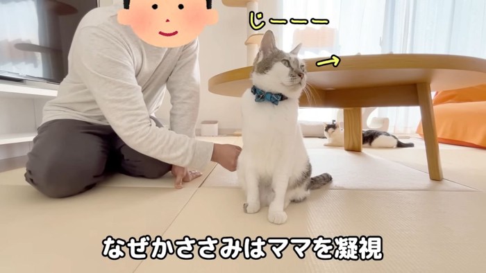 ブラッシング中の猫2