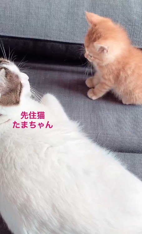 先住猫と子猫