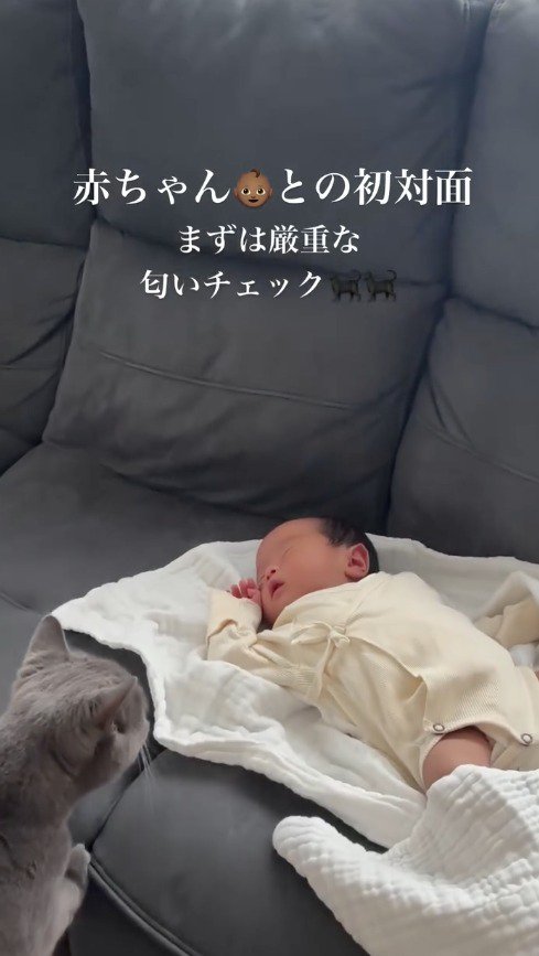 ソファに手をかけて赤ちゃんに近づくグレーの猫
