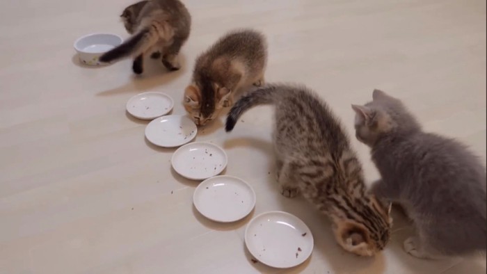 空になったお皿と子猫たち