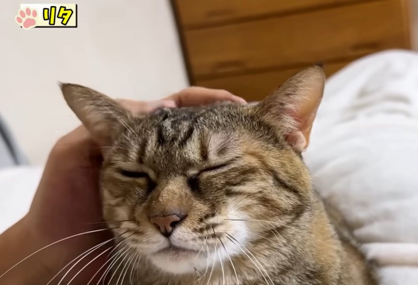 撫でられる猫（左上に「リタ」）