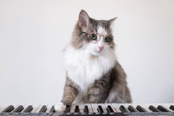 丸メガネ姿でシンセサイザーを弾く猫