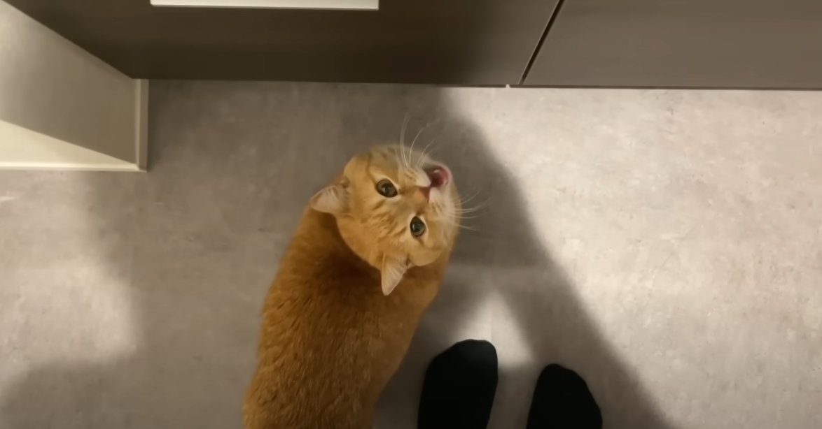 人の足の近くで上を見上げて鳴く猫