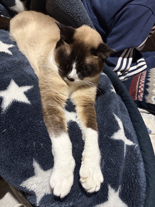 シャム柄の猫