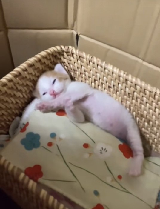 カゴの中で仰向けに寝る赤ちゃん猫