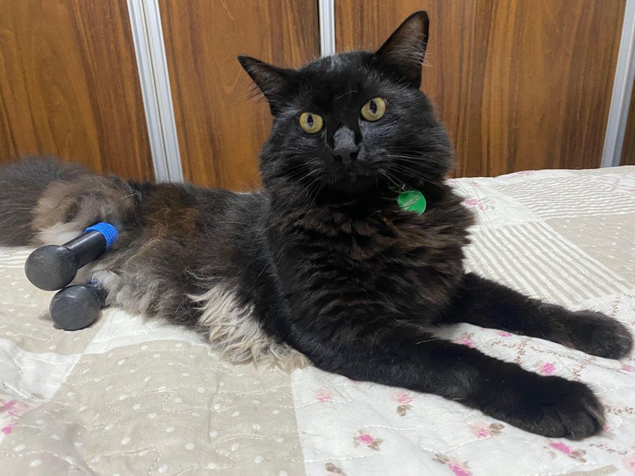 義足を付けた黒猫