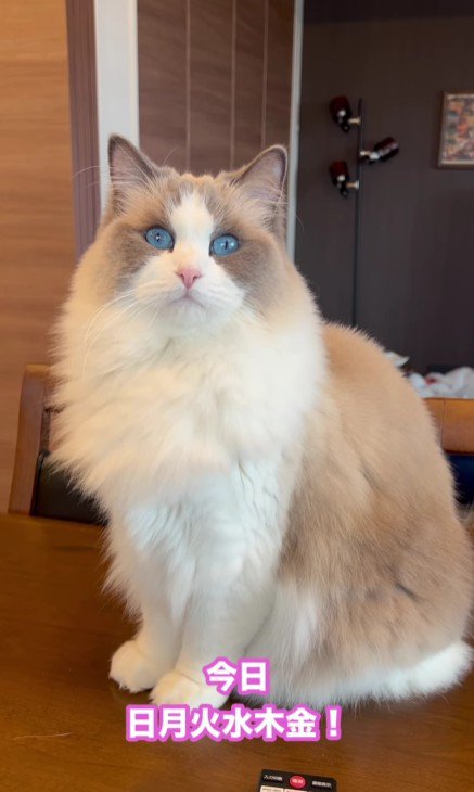 テーブルの上の猫